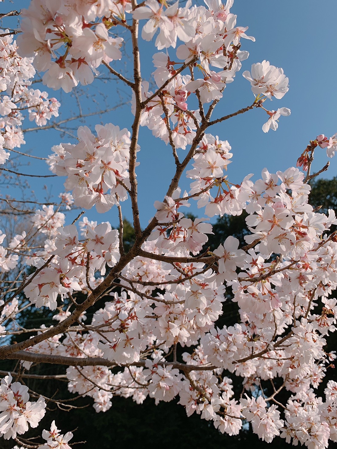 スタートの4月🌸