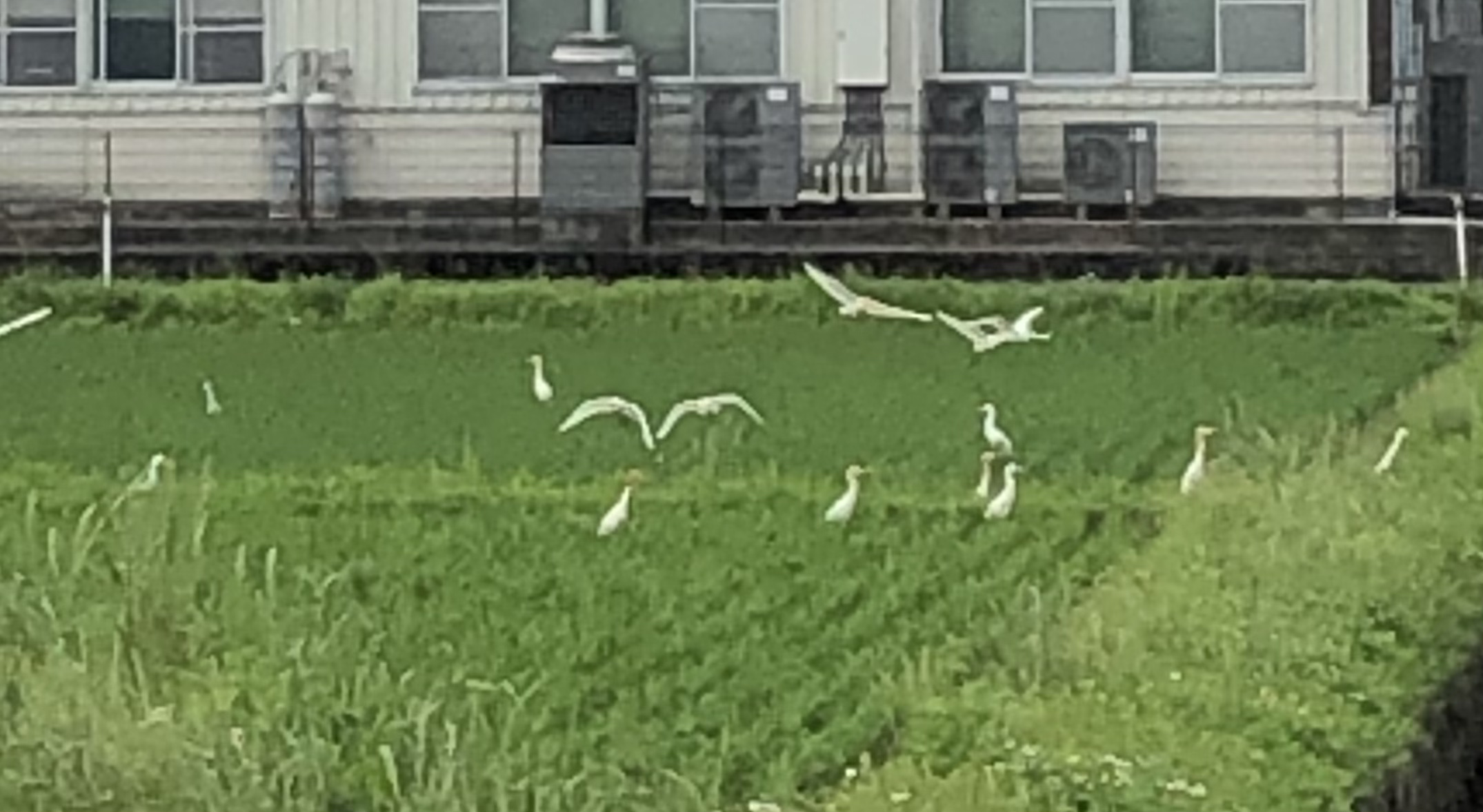 繁殖期⁉️　赤ちゃんは可愛い