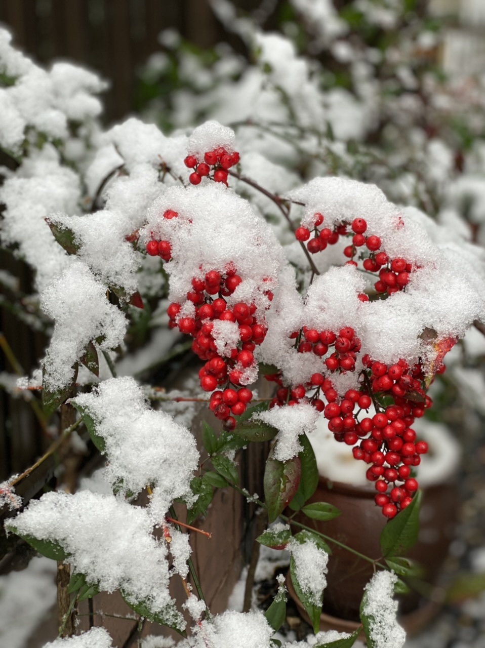 ❄︎雪❄︎