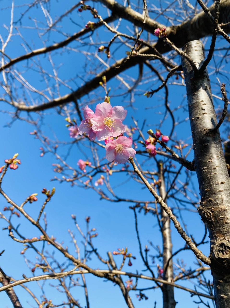 河津桜🌸