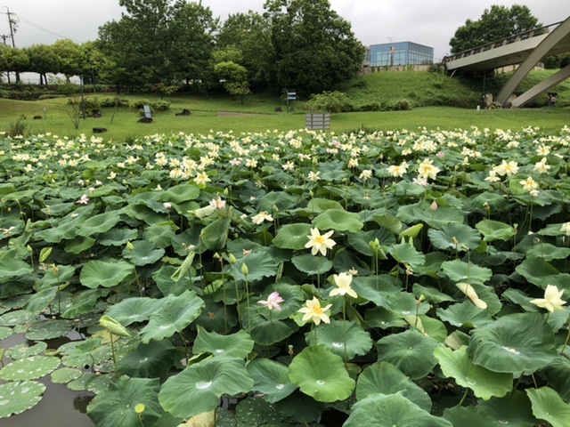 はすの花