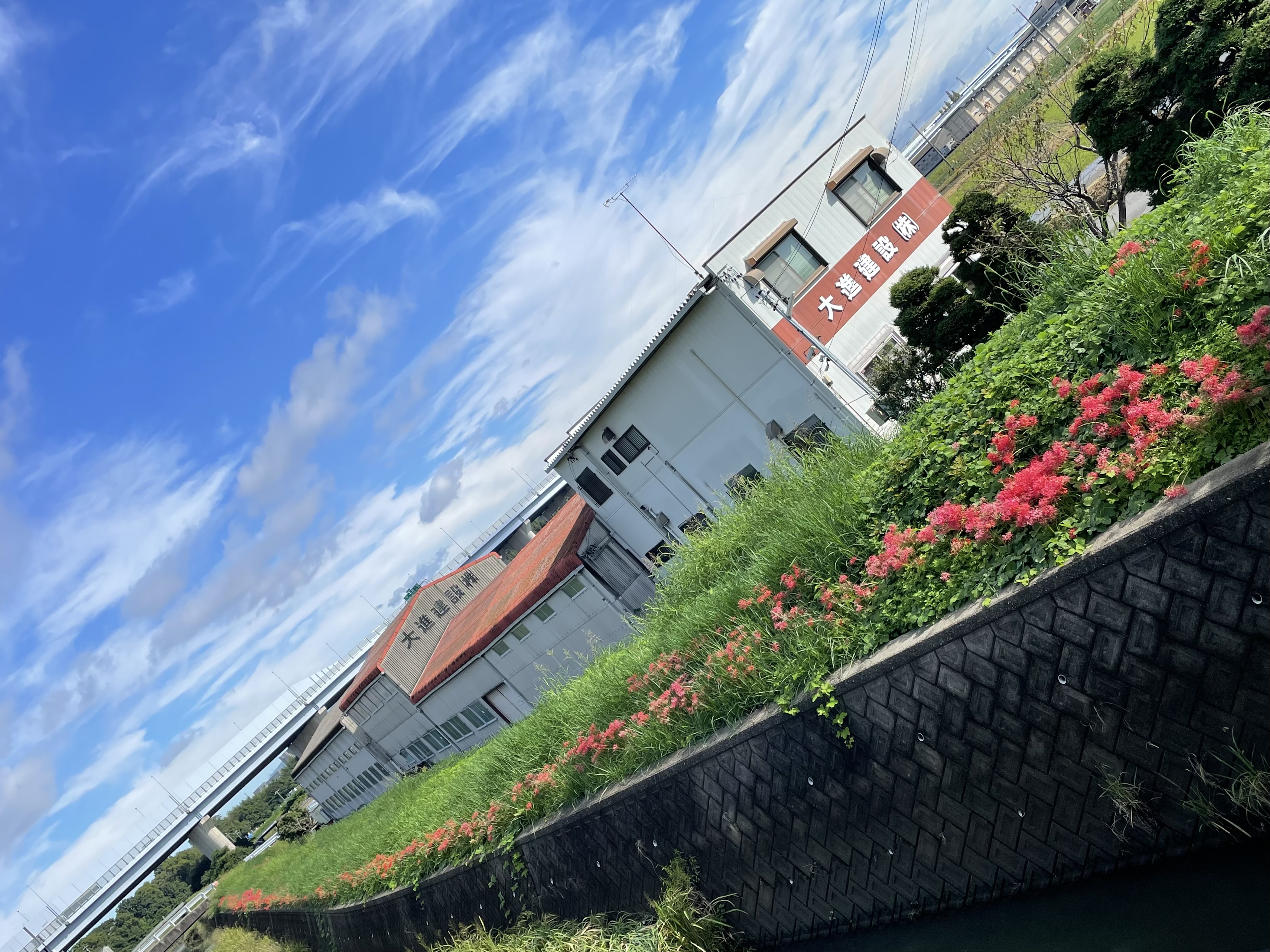 彼岸花