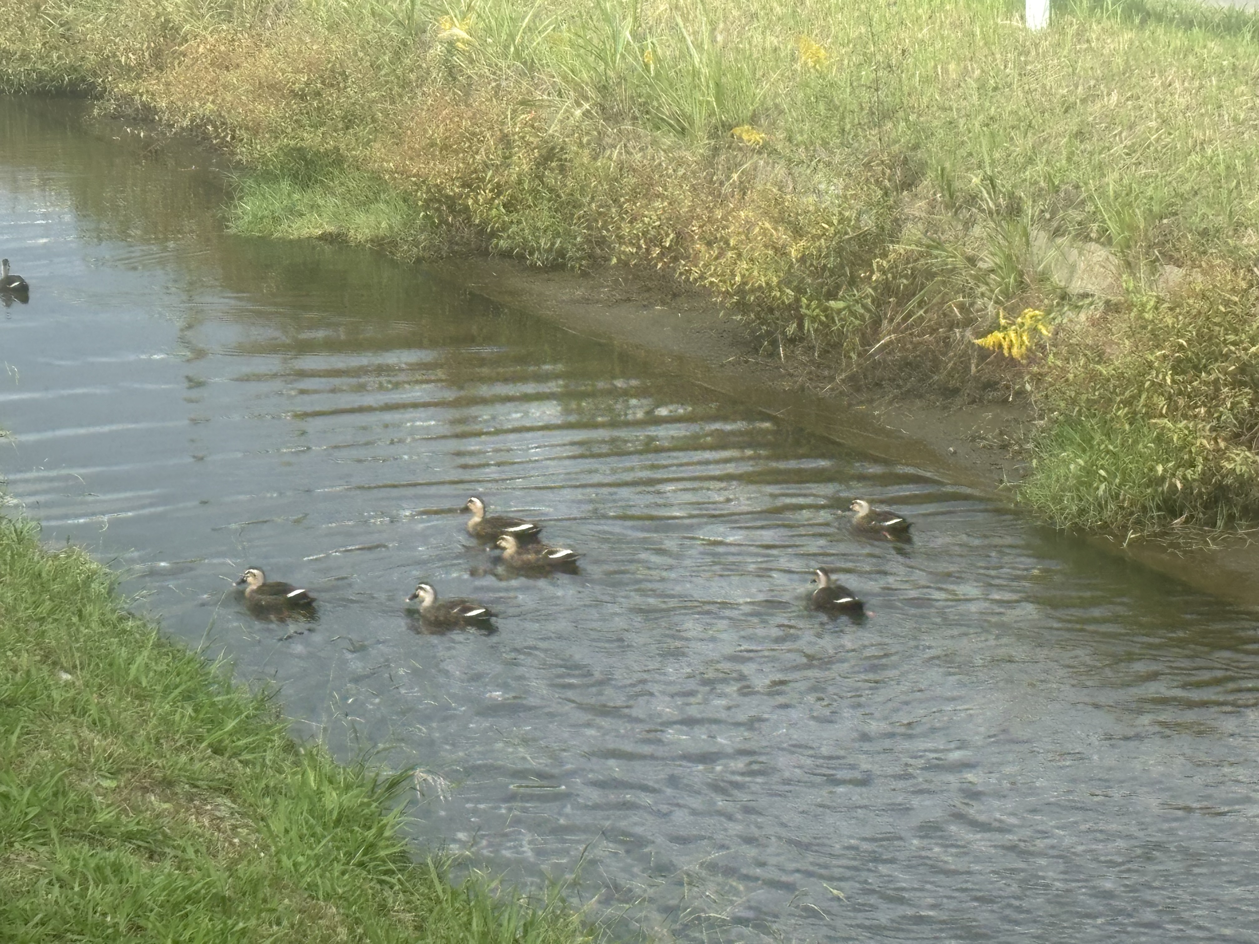 カモ🦆